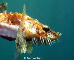 A little pogge, St Abbs, freediving by Tom Ashton 